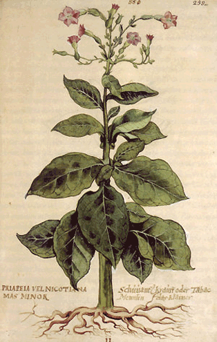 pianta-tabacco